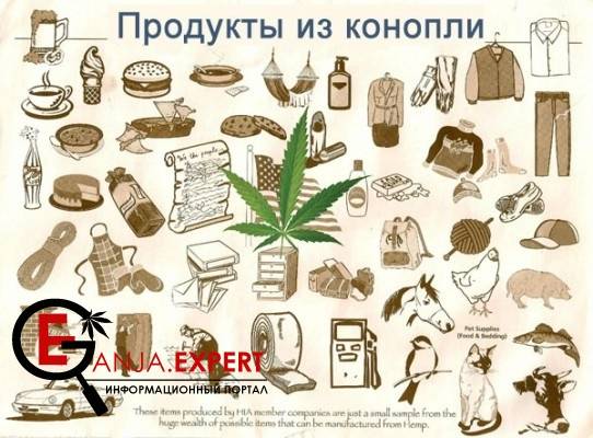 Каннабис станет продуктом будущего