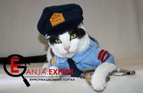 Кошка настоящий следователь
