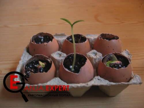 Семена конопли можно прорастить в яйце с землей