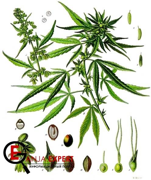 Cannabis sativa