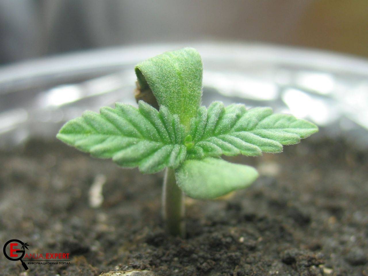 Фото ростки конопли самые неприхотливые сорта марихуаны