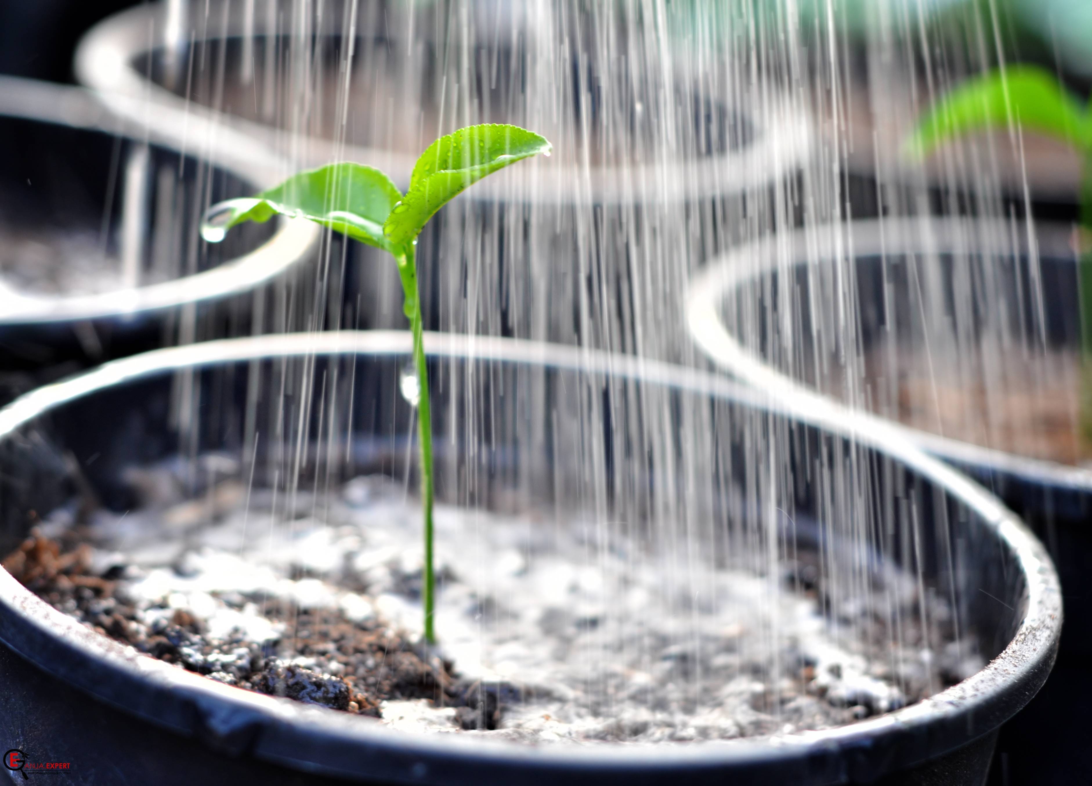 Чем вода помогает растениям. Полив рассады. Поливать Росток. Вода и растения. Поливать растения.