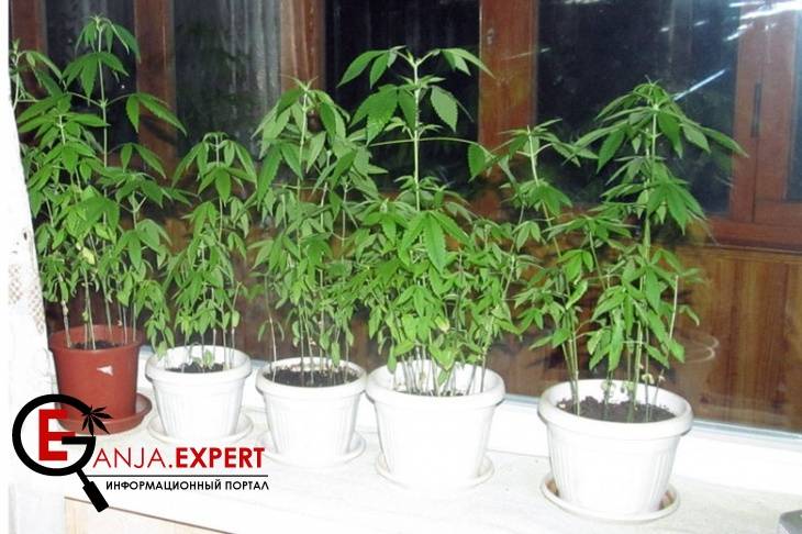 как выращивать марихуану в доме
