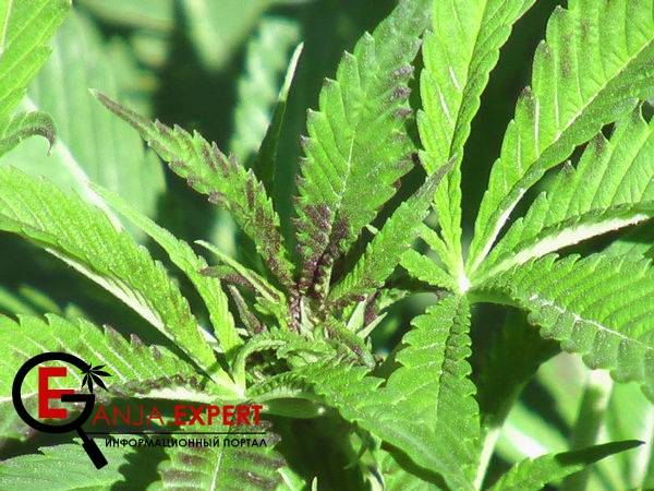 органическое выращивание марихуаны