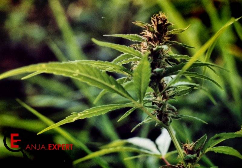 определить пол растения марихуаны