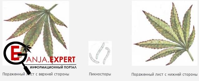 Септориоз