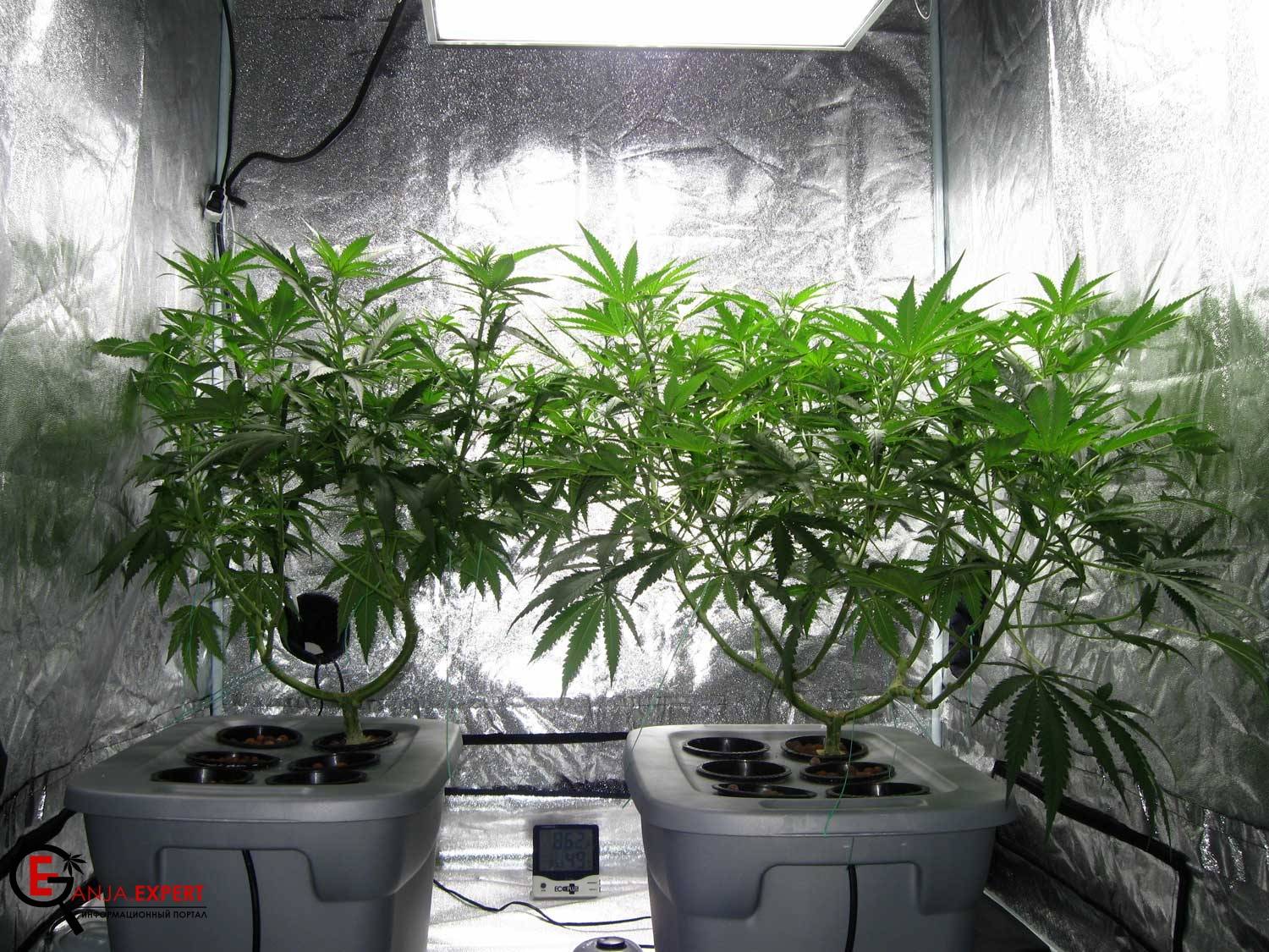Закон об выращивание марихуаны марихуана мужское растение от женского