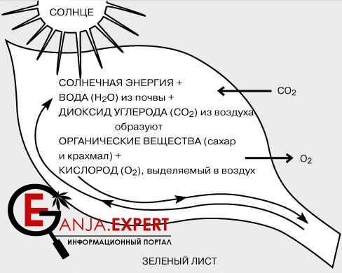 Понятие фотосинтез