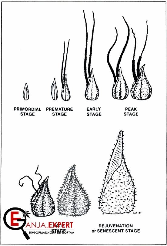 Развитие неопыленного женского соцветия конопли. Иллюстрация из книги Эда Розенталя «Справочник коноплевода»