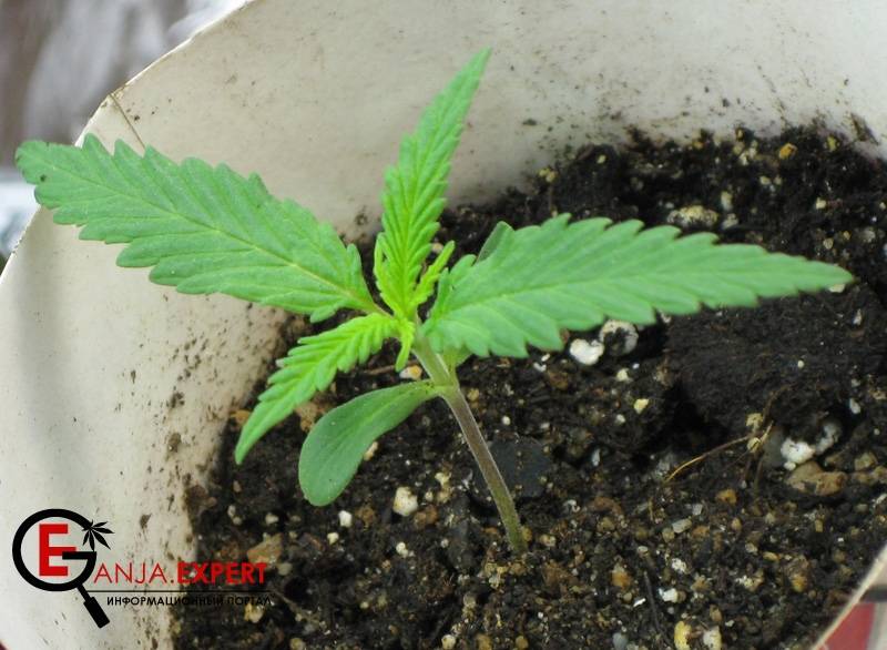Что можно сделать из семян марихуаны марихуана организм выведение