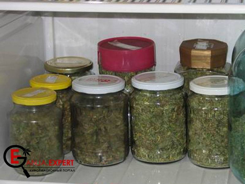 Начало лечения урожая марихуаны