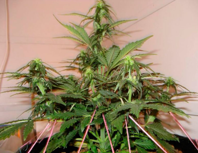 Выращивание марихуаны плесень тор браузер купить травмат hidra