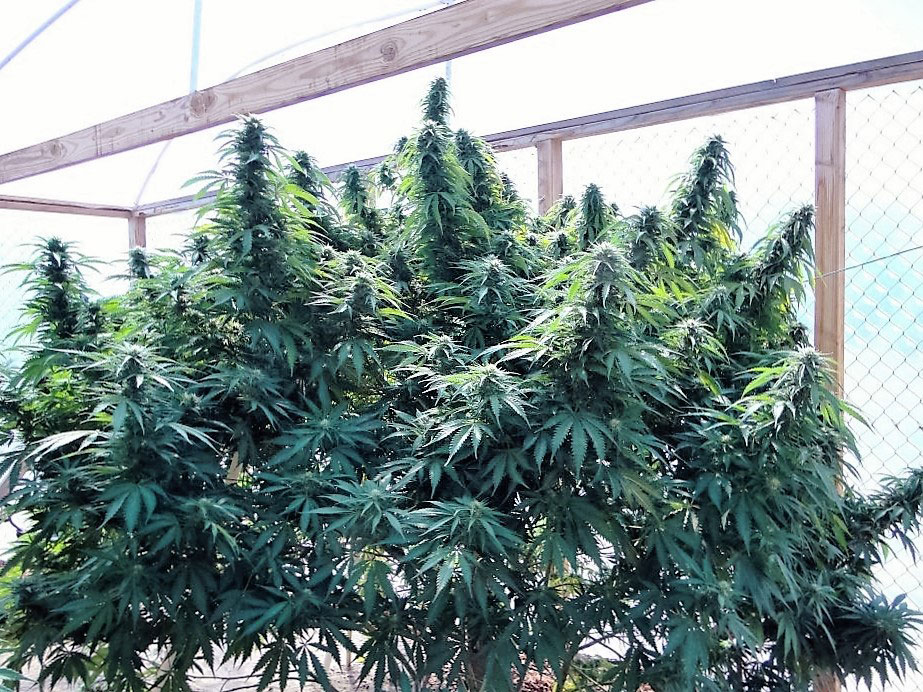 самые урожайные сорта марихуаны для открытого грунта