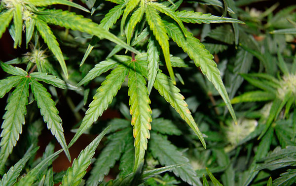 Передозировка удобрениями марихуаны браузер тор купить наркотики попасть на гидру