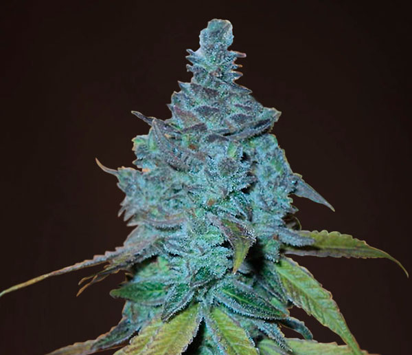 Все о сорте Auto Northern Blue