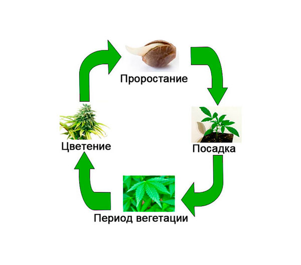Конопля: цикл жизни растения