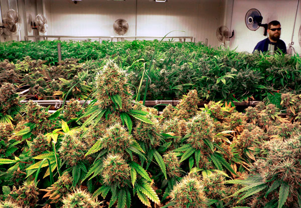 Как увеличить урожай марихуаны тор браузер платный gidra