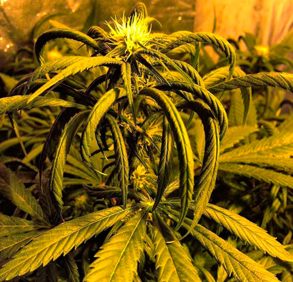 Загибаются листья конопли наркотический эффект марихуаны