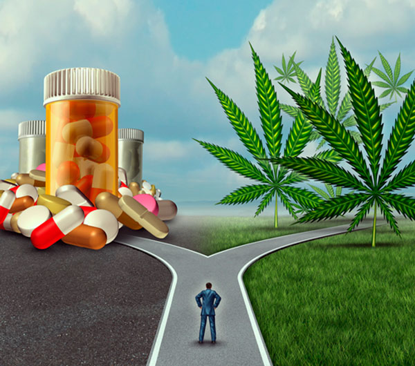 Европейские государства с легализованной медицинской марихуаной уверены в правильности сделанного выбора