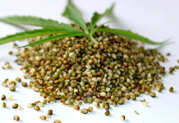 Фотки семена конопли марихуана если курить каждый день