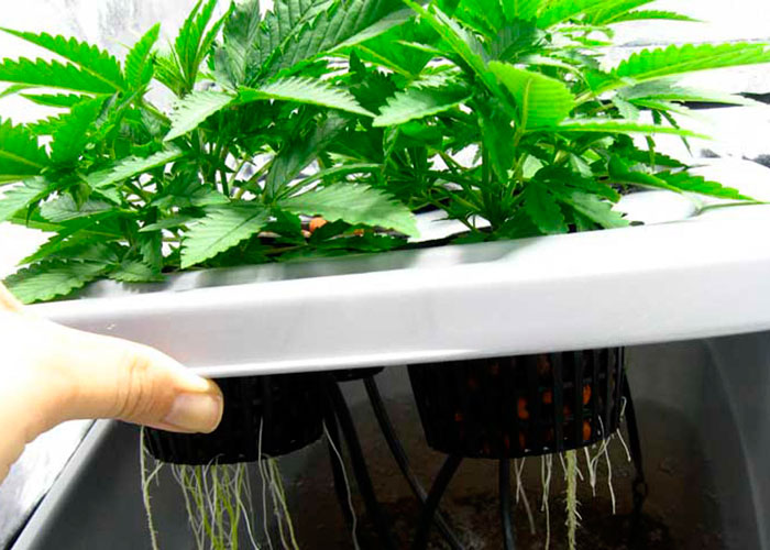 выращивание марихуаны на гидропоники