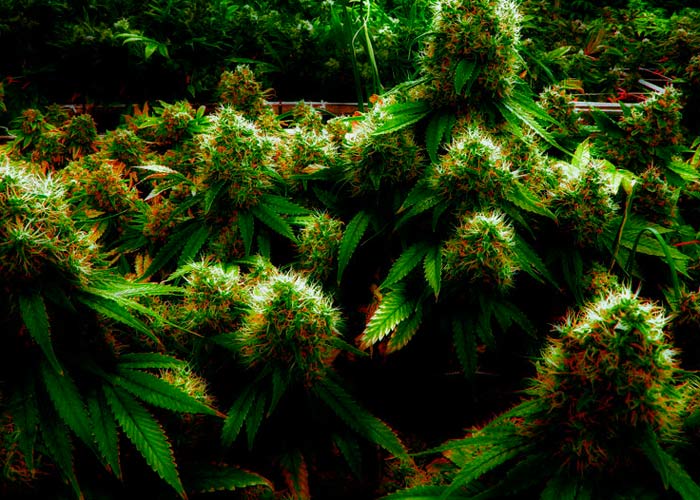 лучшие производители семян марихуаны