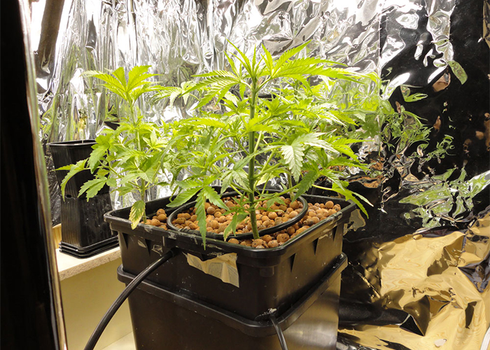 выращивание марихуаны на гидропоники