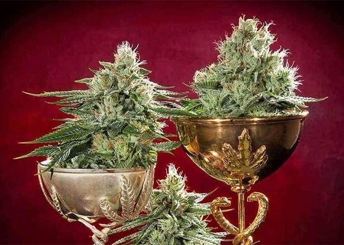 Обзор сортов-победителей конопляного фестиваля Cannabis Cup