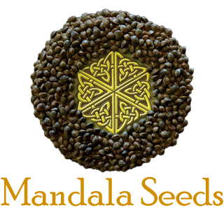 Mandala Seeds 