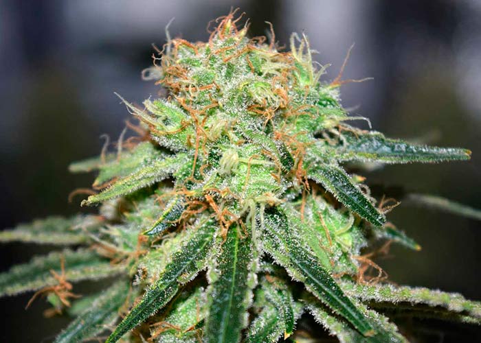 Auto Super Bud fem