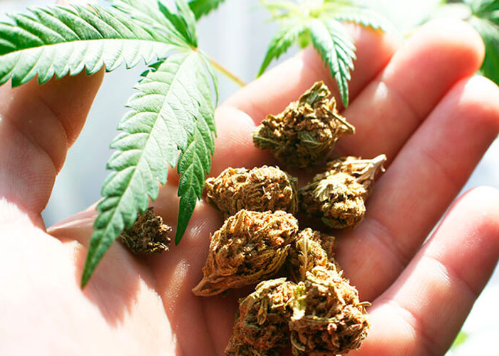 Где купить семена марихуана можно ли выращивать дома коноплю