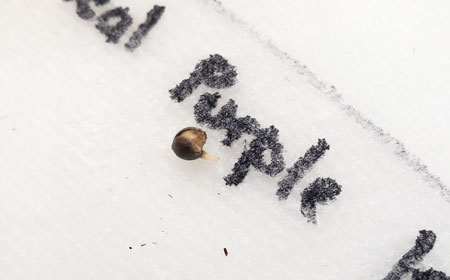 Как прорастить семена конопли методом бумажного полотенца