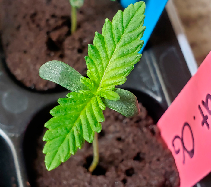 Как посадить семечко конопли вырастил семечку марихуаны