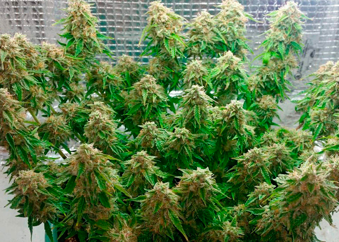 Как увеличить урожай марихуаны скачать версию 4 тор браузер гидра