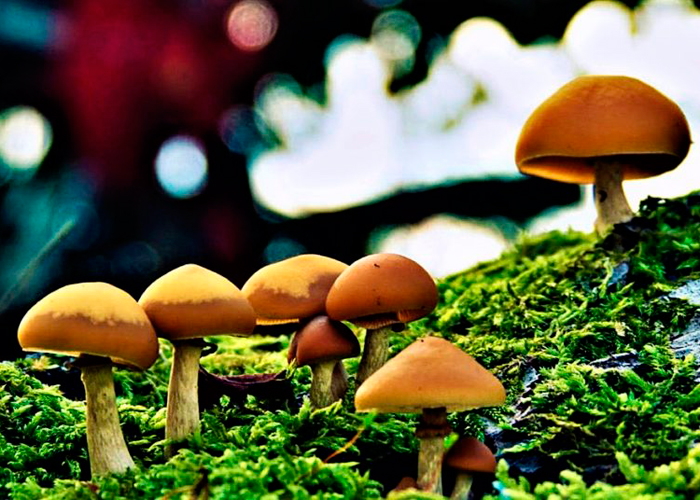 Способы употребления волшебных грибов