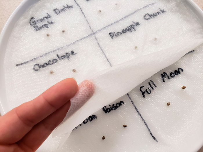 Как прорастить семена конопли методом бумажного полотенца