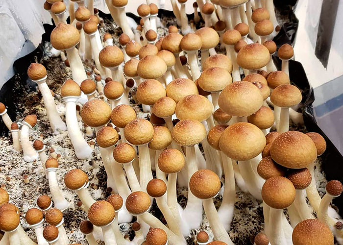 Что можно приготовить из псилоцибиновых грибов