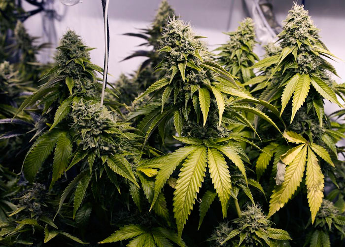 Гидропоника выращивания марихуаны конопля как вырастить дома