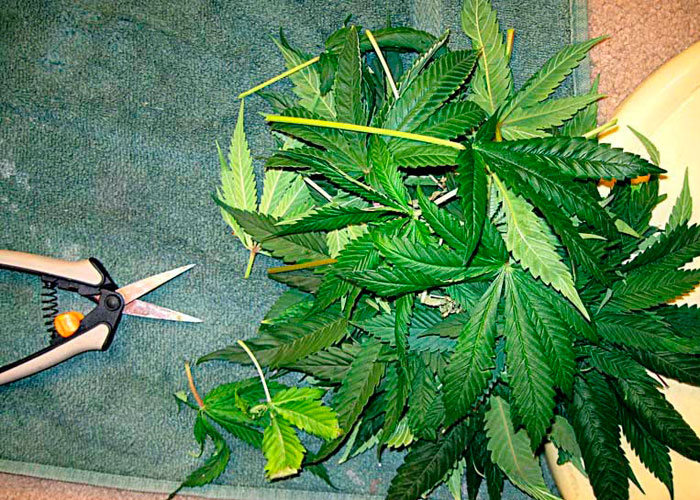 Выращивание марихуаны легально ли это как ростить марихуану