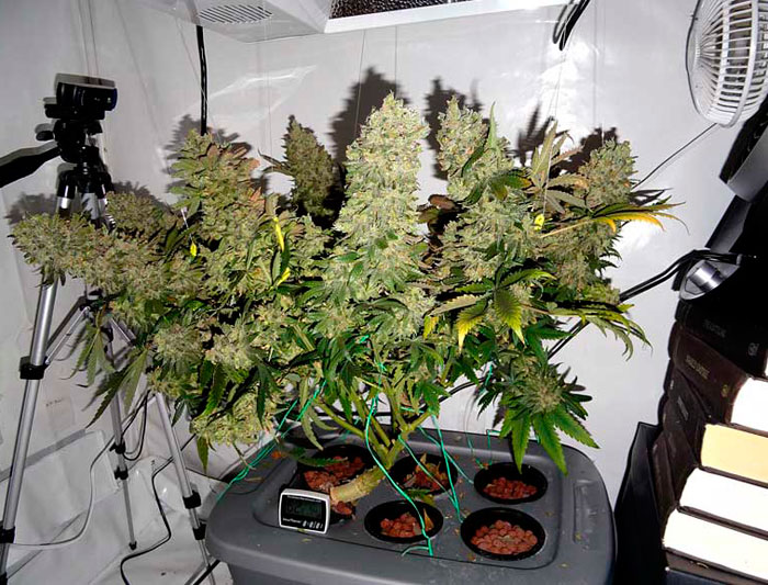 Урожай с 1 куста марихуаны сесена конопли купить