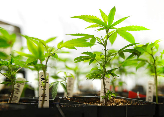 основы выращивания марихуаны