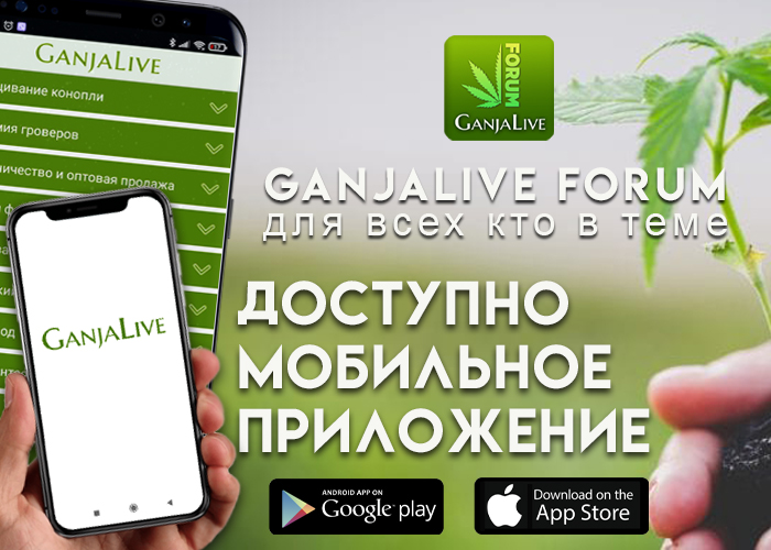 Мобильное приложение форума GanjaLive уже доступно!