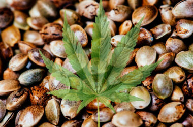 Через сколько прорастают семена марихуаны где найти дикорастущую коноплю