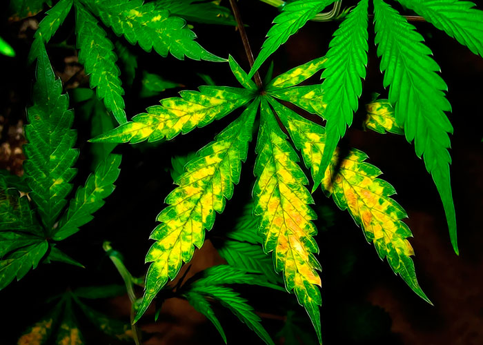 гидропоника о выращивании марихуаны