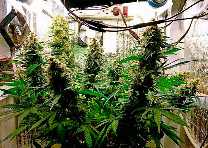 выращивание марихуаны семена