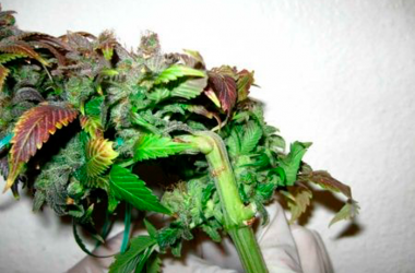 способ по выращиванию марихуаны гидропоники