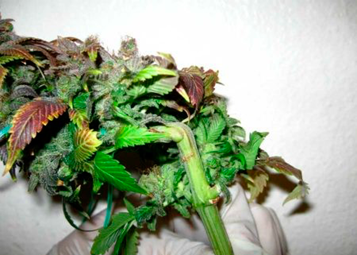 выращивание марихуаны метод гидропоники
