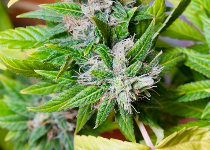 Основы выращивания марихуаны тор браузер фаерфокс скачать hidra