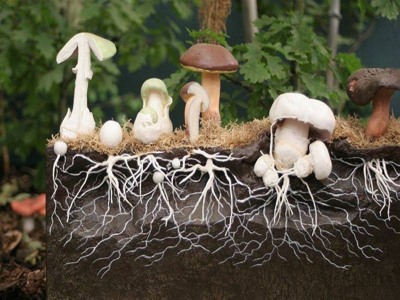 Не все грибки производят грибы